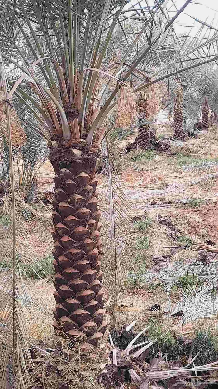 نخل مثمر اخلاص صقعي مجدول برحي نبوت نخل واشنطني زينه 6