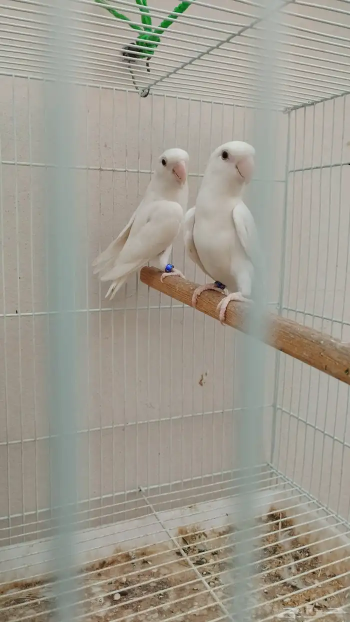 جوز روز البينو 3