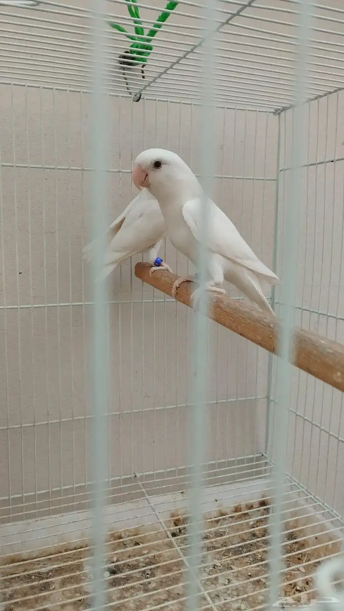 جوز روز البينو 2