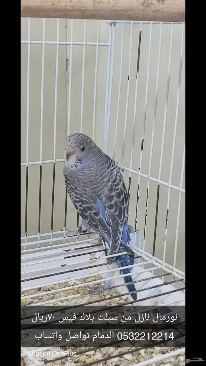 بادجي نورمال 0