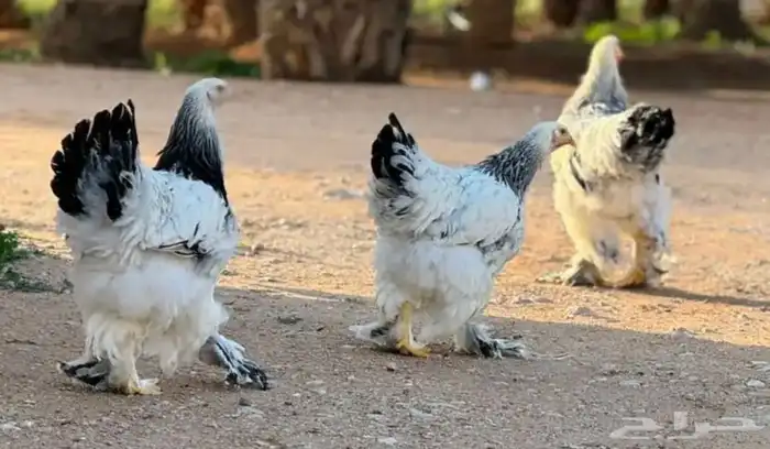 اطقم دجاج براهما منتج وبشاير 2