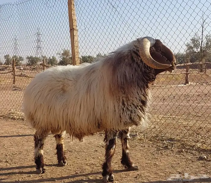 بيع الله يبارك له فحل نعيم ادبس 0