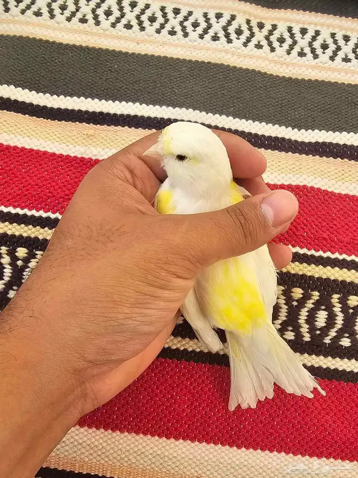 انثى كناري اوروبي منتجة 2