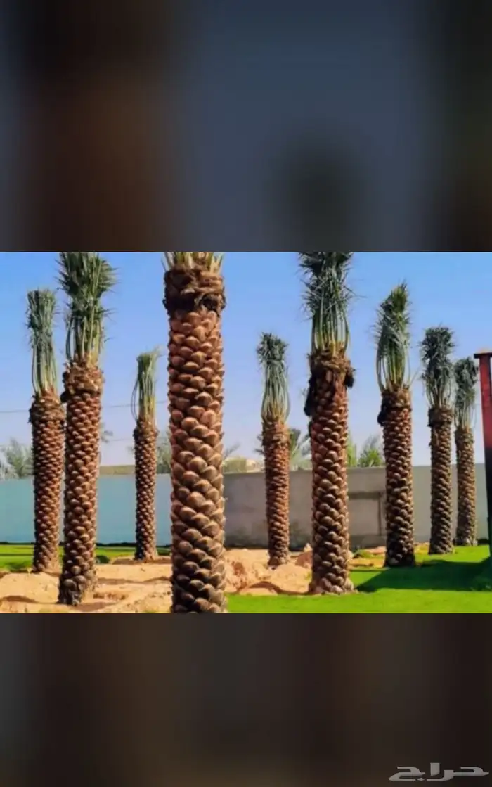 يوجدلديناجميع انواع انخيل للبيع 10