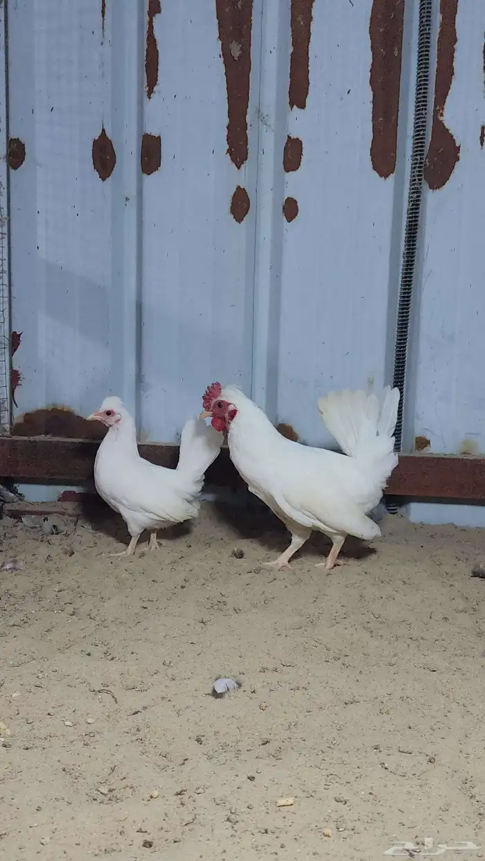للبيع دجاجة وديك بطريق 2