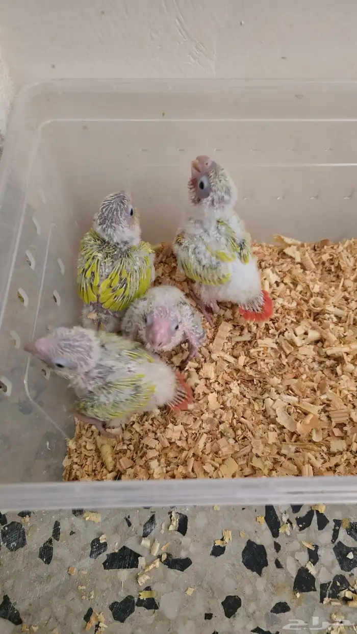 فروخ كنيور صن شيك 0