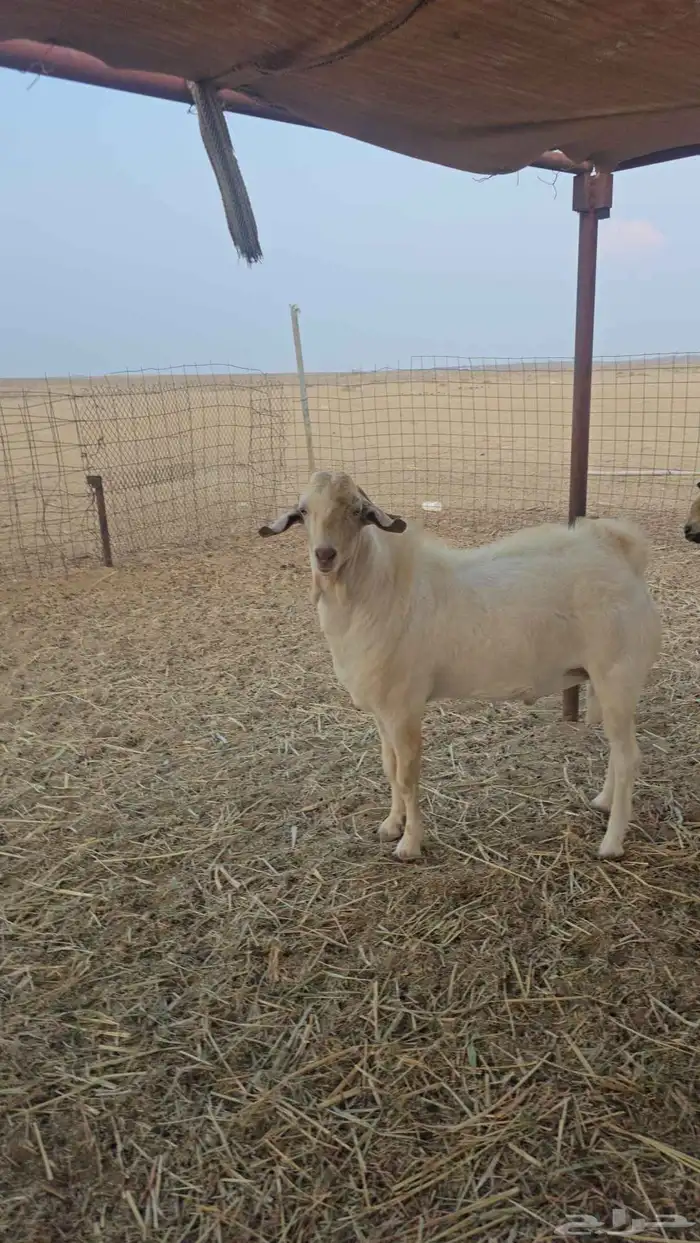 تيوس بيشيات مشاريع 0