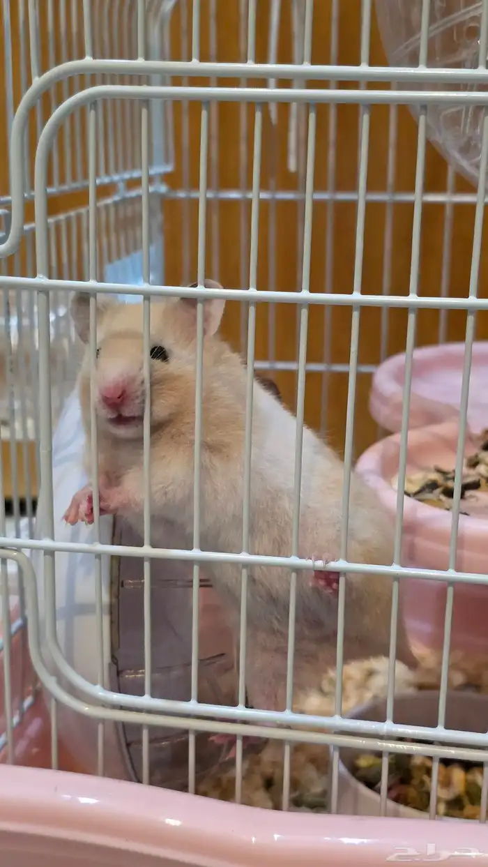 هامستر سوري 0