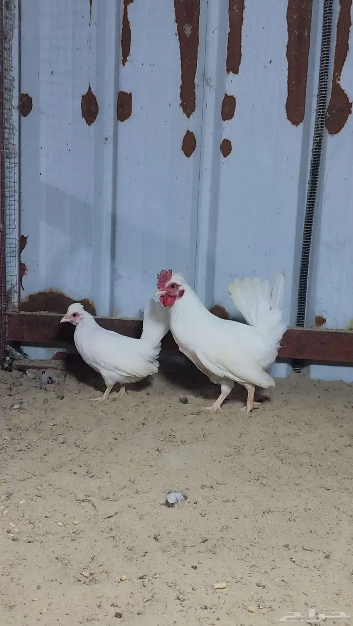 للبيع دجاجة وديك بطريق 1