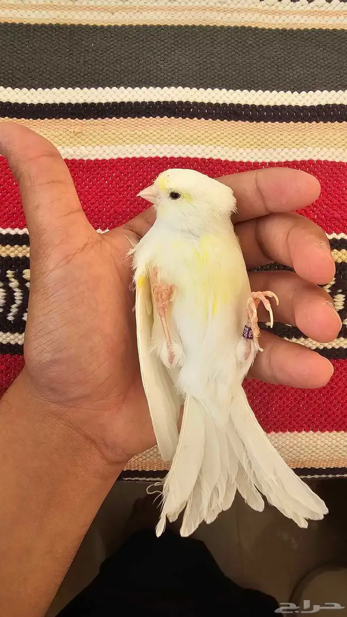 انثى كناري اوروبي منتجة 1