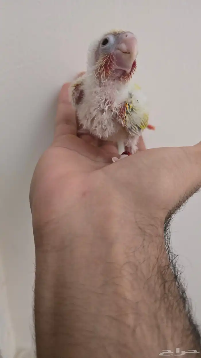 فروخ كنيور صن شيك 2