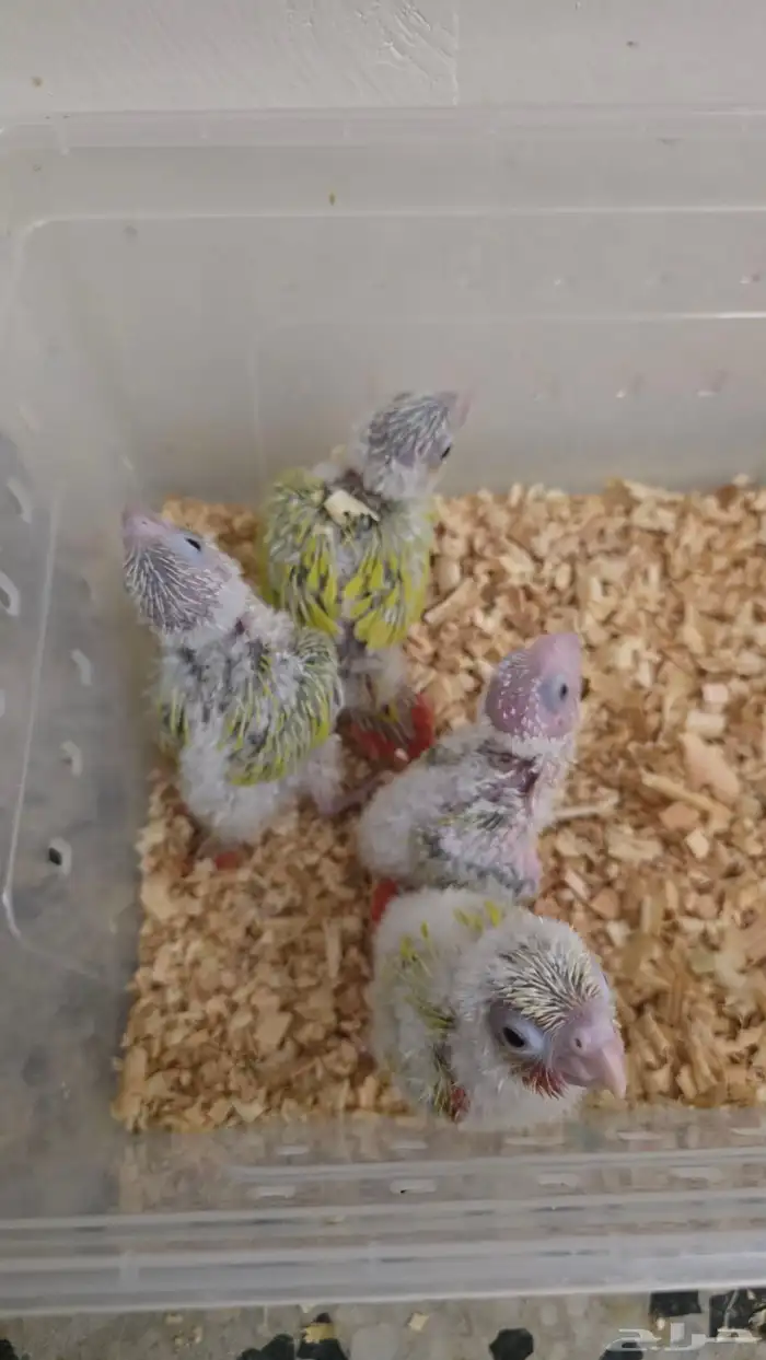 فروخ كنيور صن شيك 3