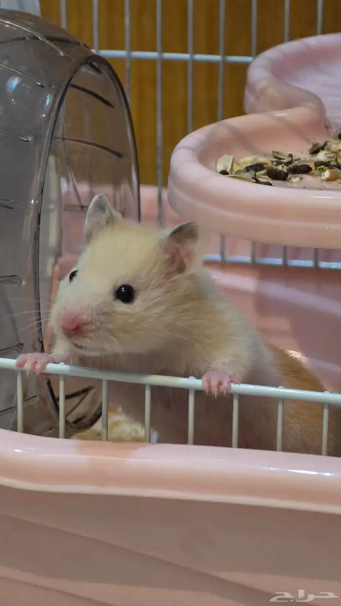 هامستر سوري 1