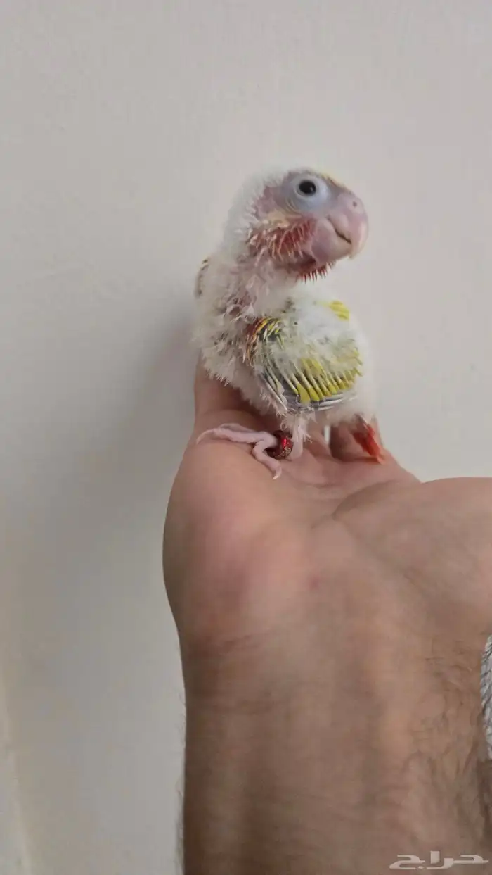 فروخ كنيور صن شيك 1