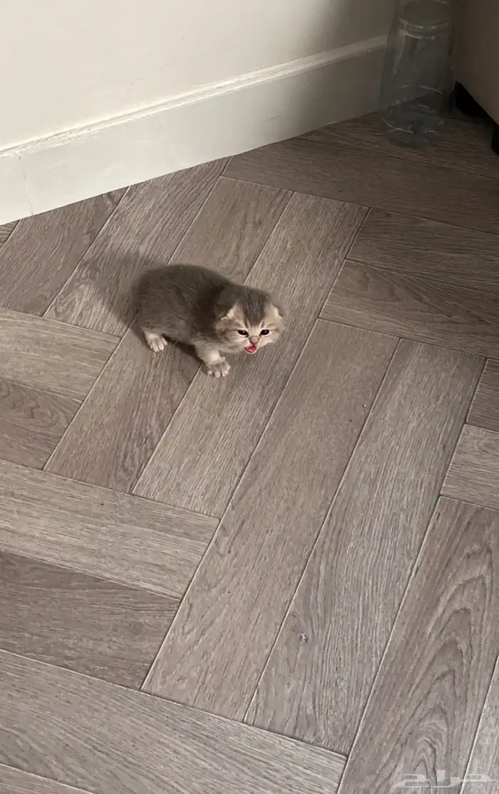 سكوتش فولد (مستوى جدا  قوي  ) 4