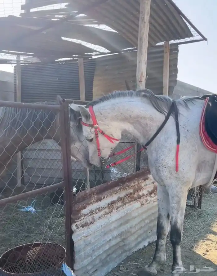 خيل واهو للبيع كفو 1