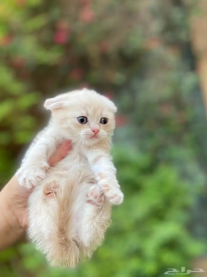 سكوتش فولد مطعمين الوان مميزة للبيع ولايوجد تبني 32