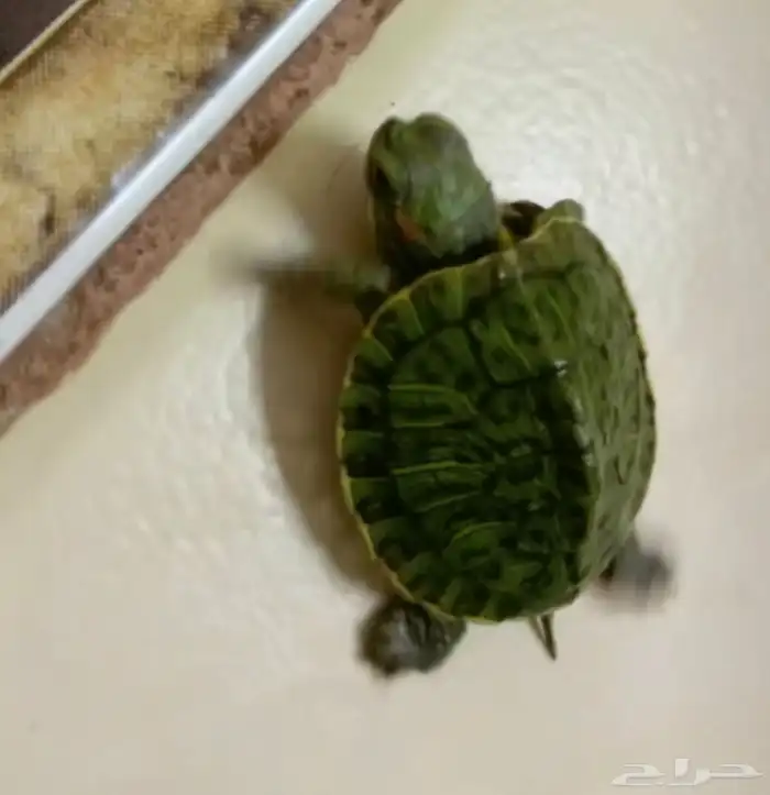 سلحفاة صغيره برمائية 0