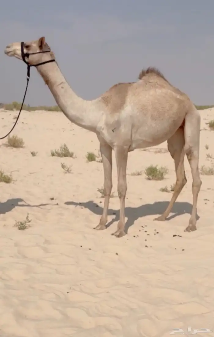 بكره حقه طيبه ( هجن ) 0