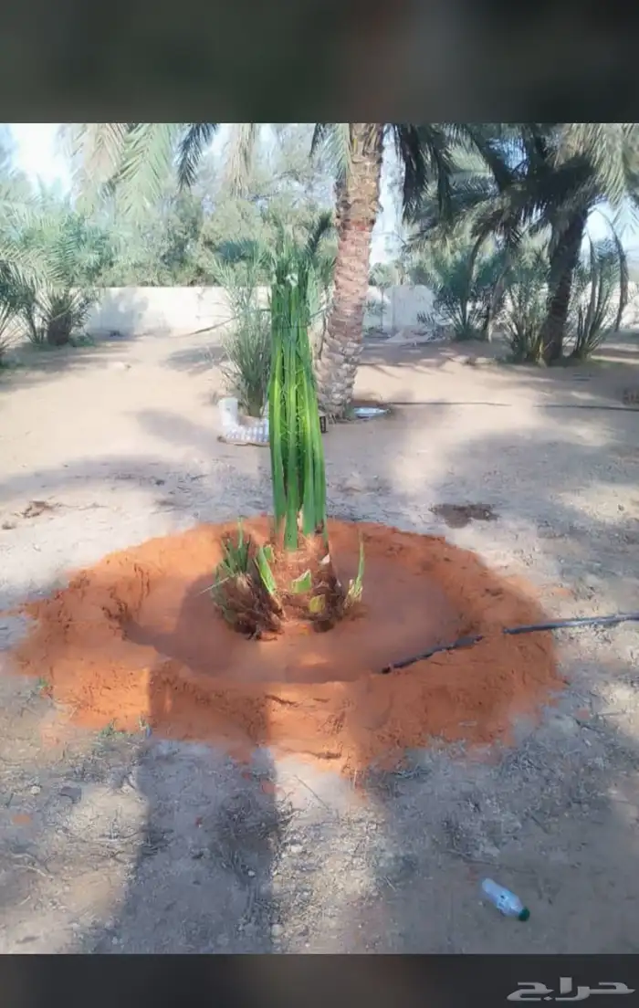 يوجدلديناجميع انواع انخيل للبيع 5