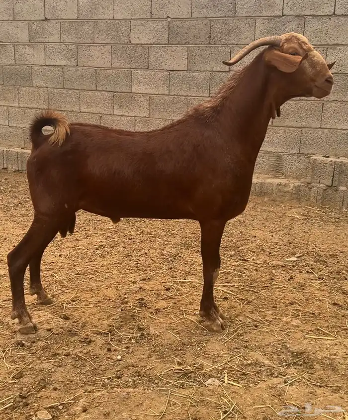 فحل ادهم ثني مشروط 0