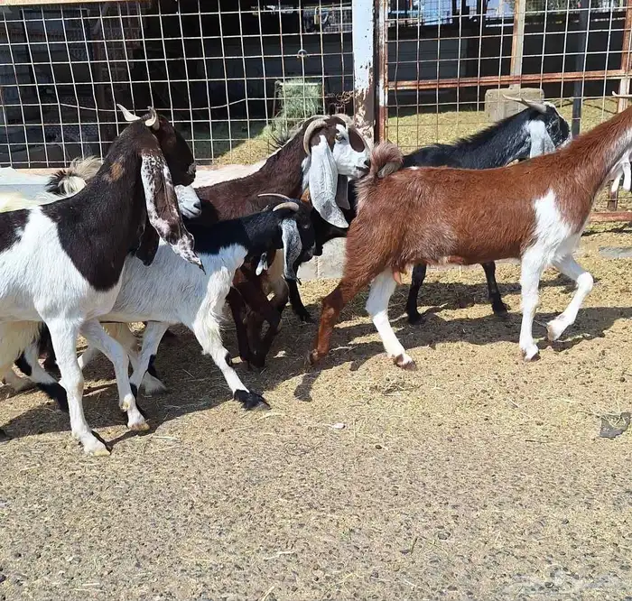 معزا مشاريك العدد 8 دفيع للقناي منايح 16