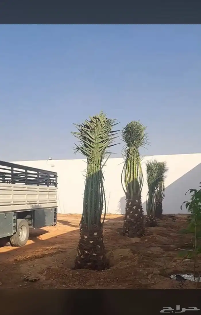 يوجدلديناجميع انواع انخيل للبيع 6