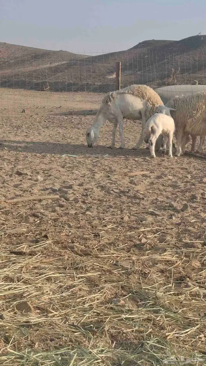 طلي فحل صنف الصنف 3