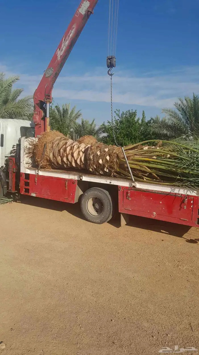 توريد فسايل ونخيل واشنطني 3