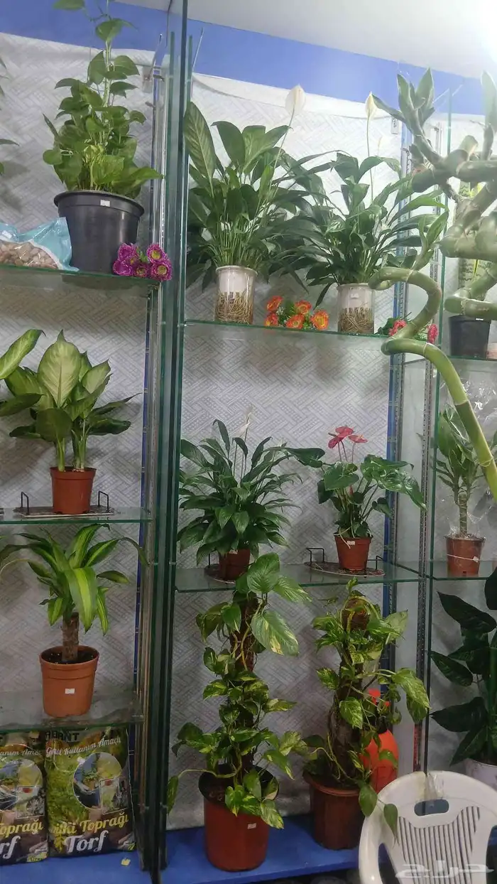 شجر طبيعي للبيع بحاله ممتازه 0