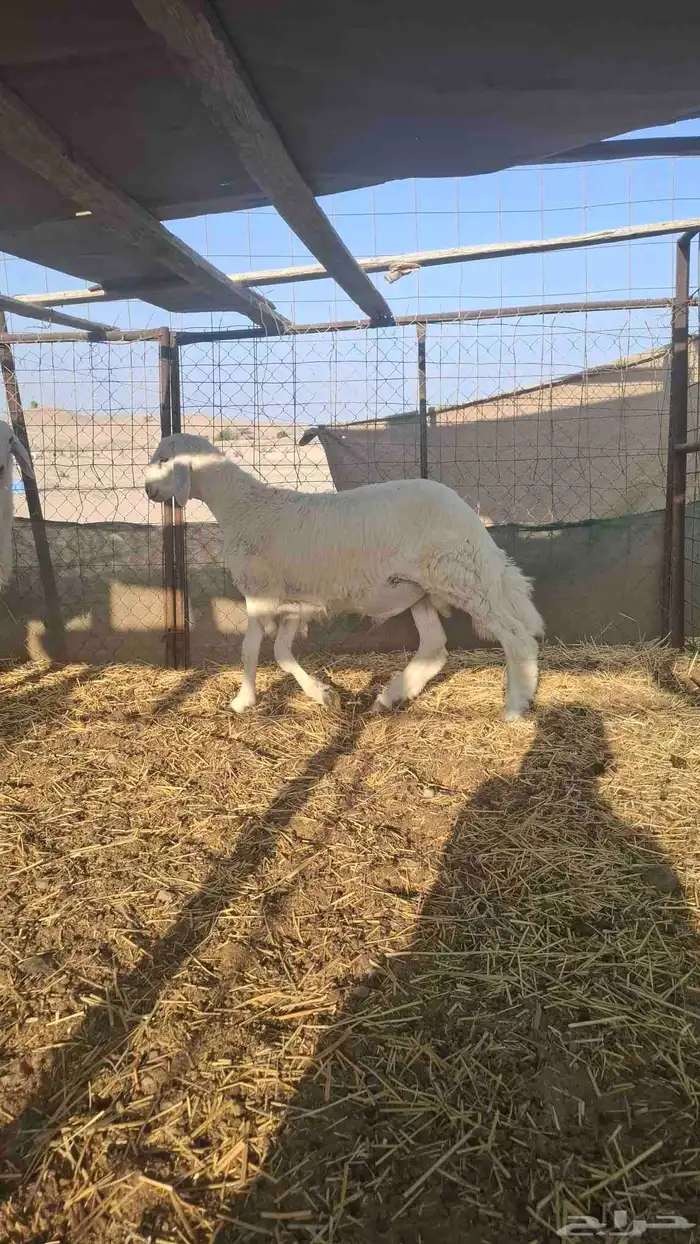 طلي فحل صنف الصنف 4