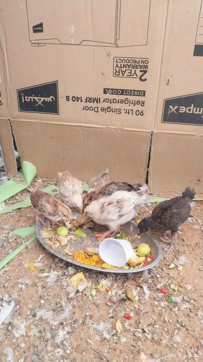 صيصان عدد 7 1