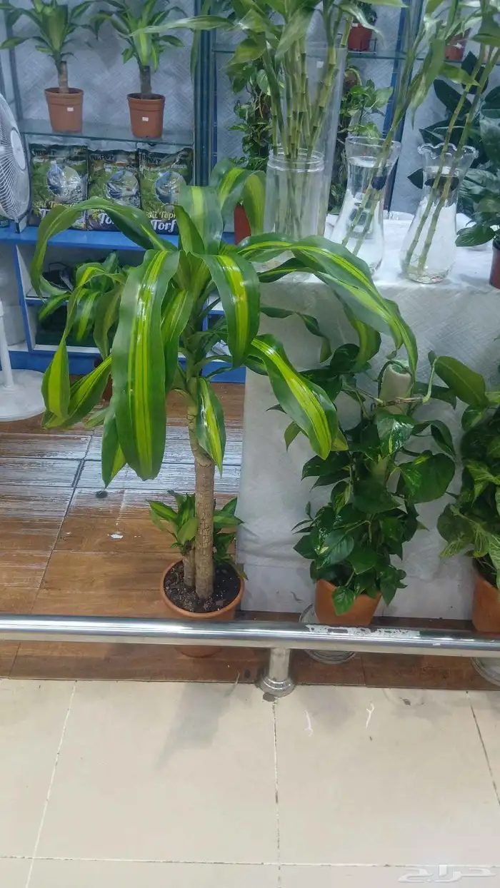 شجر طبيعي للبيع بحاله ممتازه 6