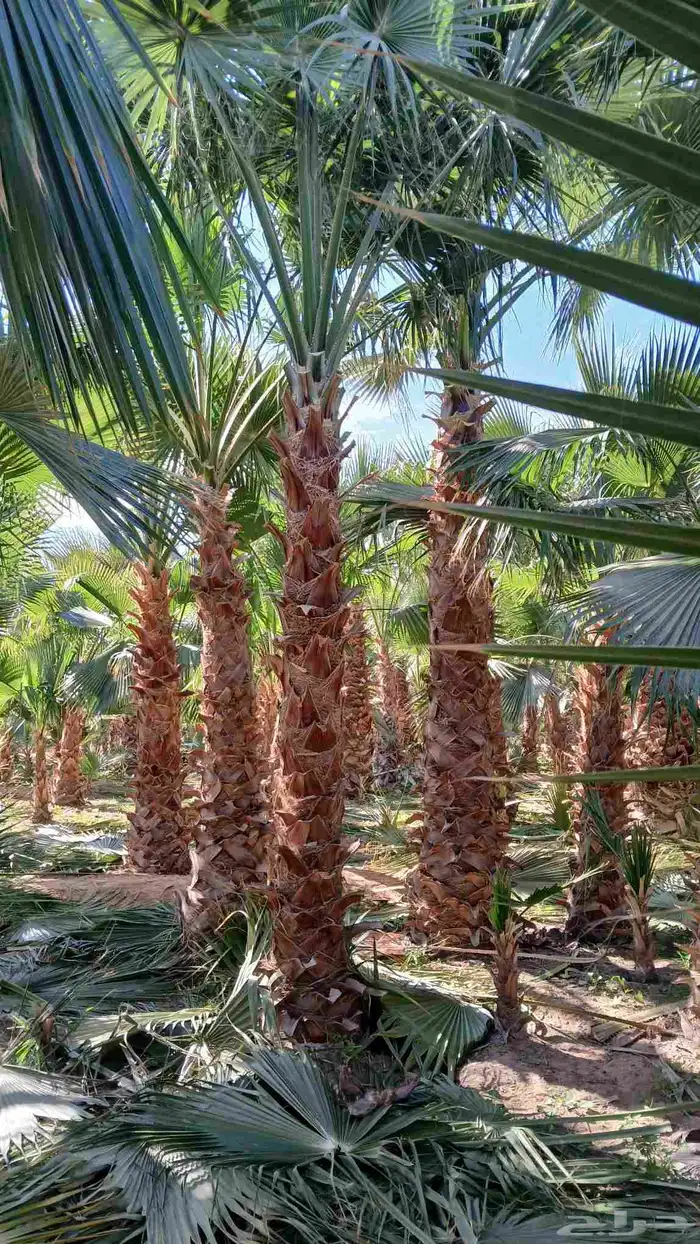 نخل واشنطن 2