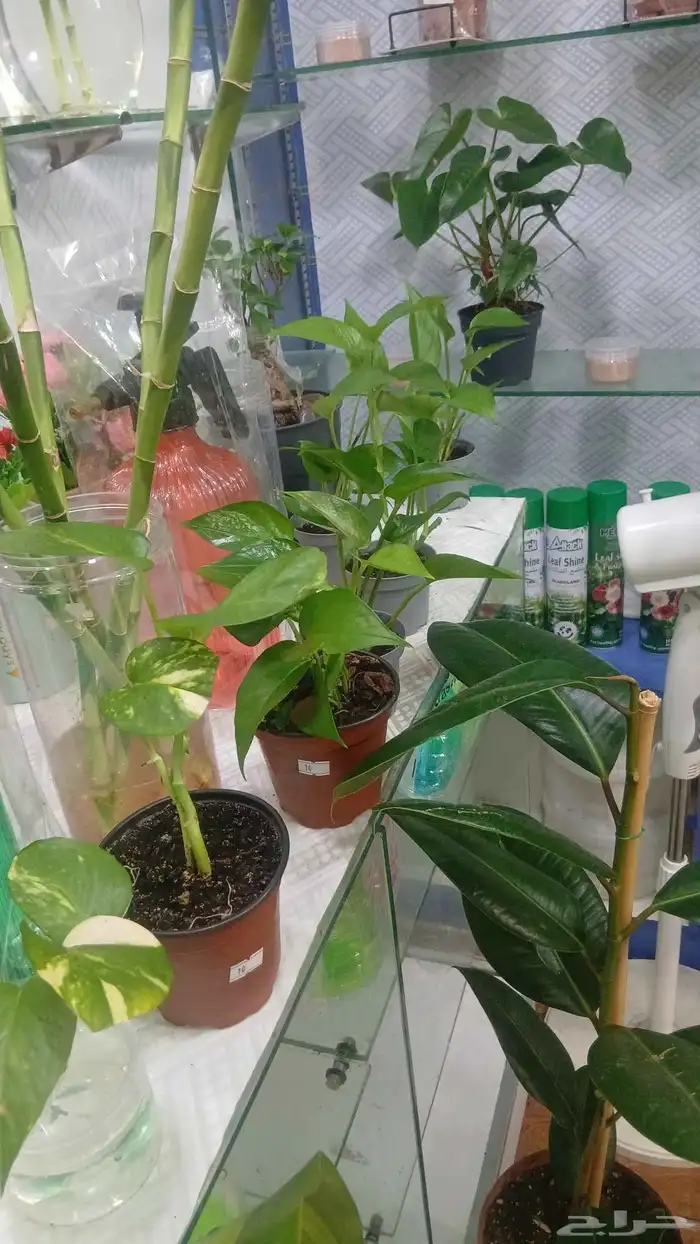 شجر طبيعي للبيع بحاله ممتازه 3