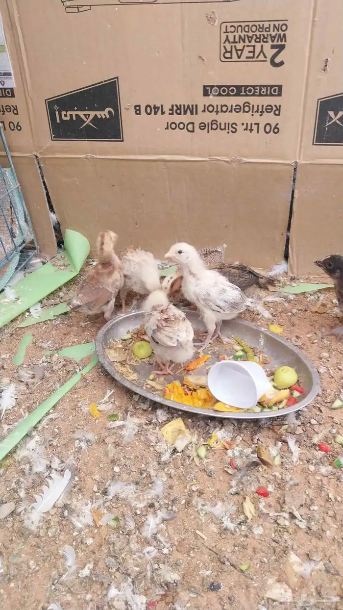 صيصان عدد 7 2