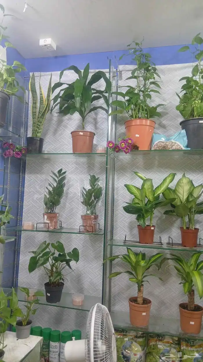 شجر طبيعي للبيع بحاله ممتازه 5