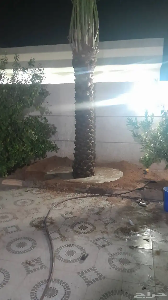 توريد فسايل ونخيل واشنطني 1