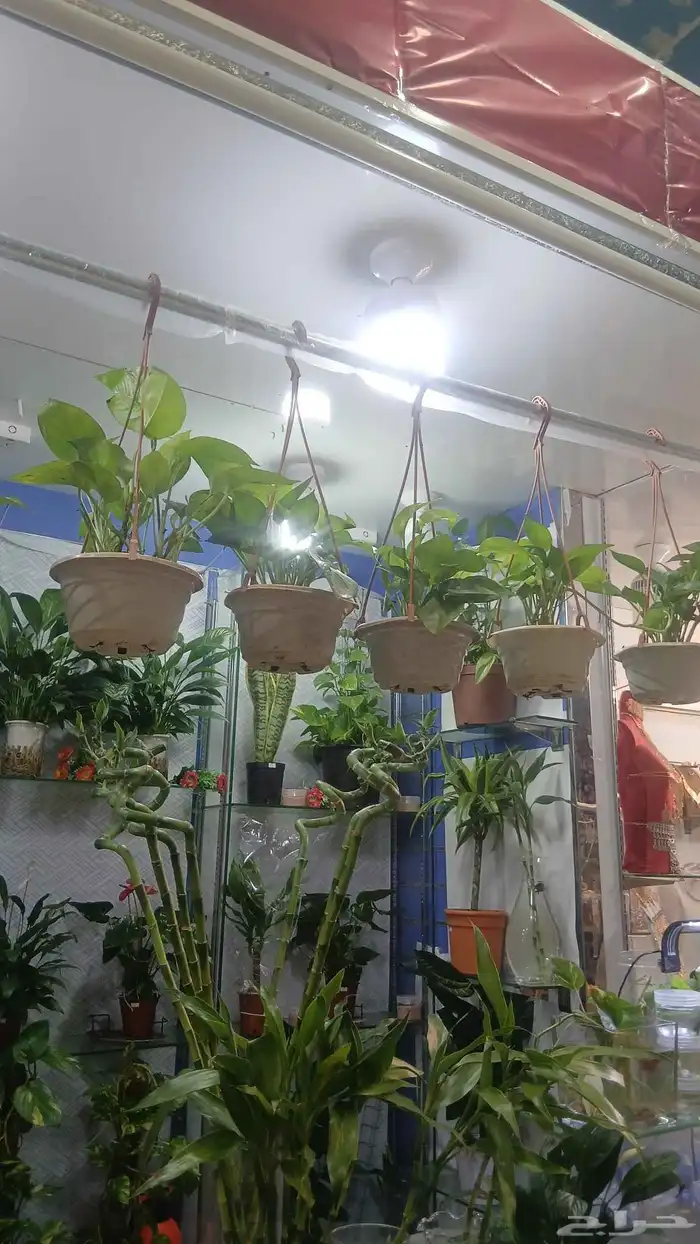 شجر طبيعي للبيع بحاله ممتازه 2