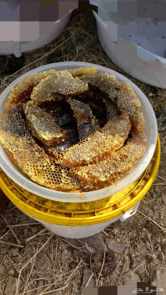 شمع بلدي طلحه 0