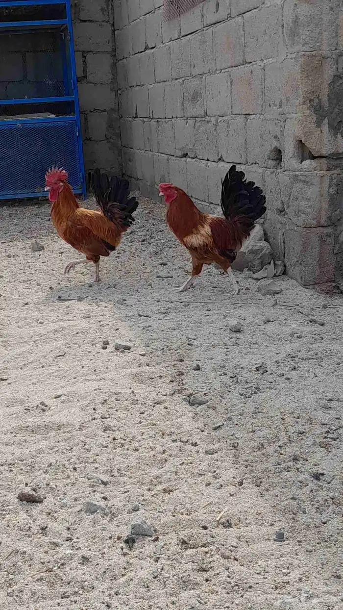 للبيع 4ارانب و2دياكه 2