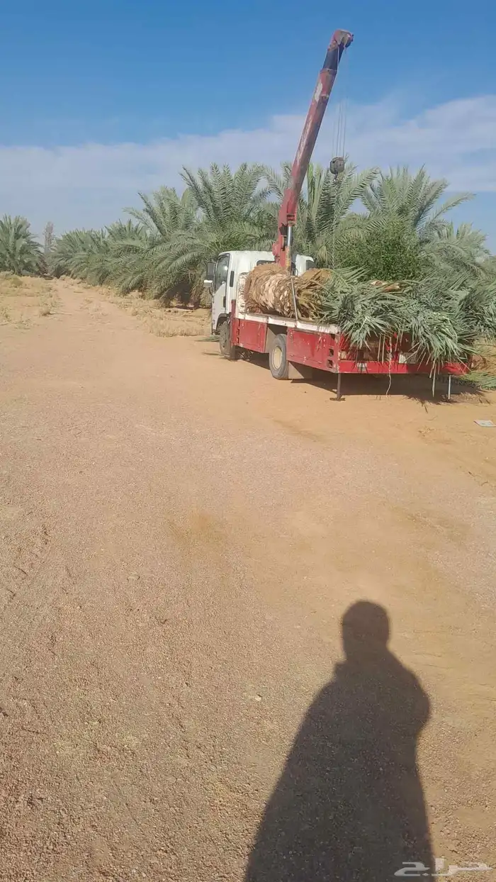 توريد فسايل ونخيل واشنطني 5