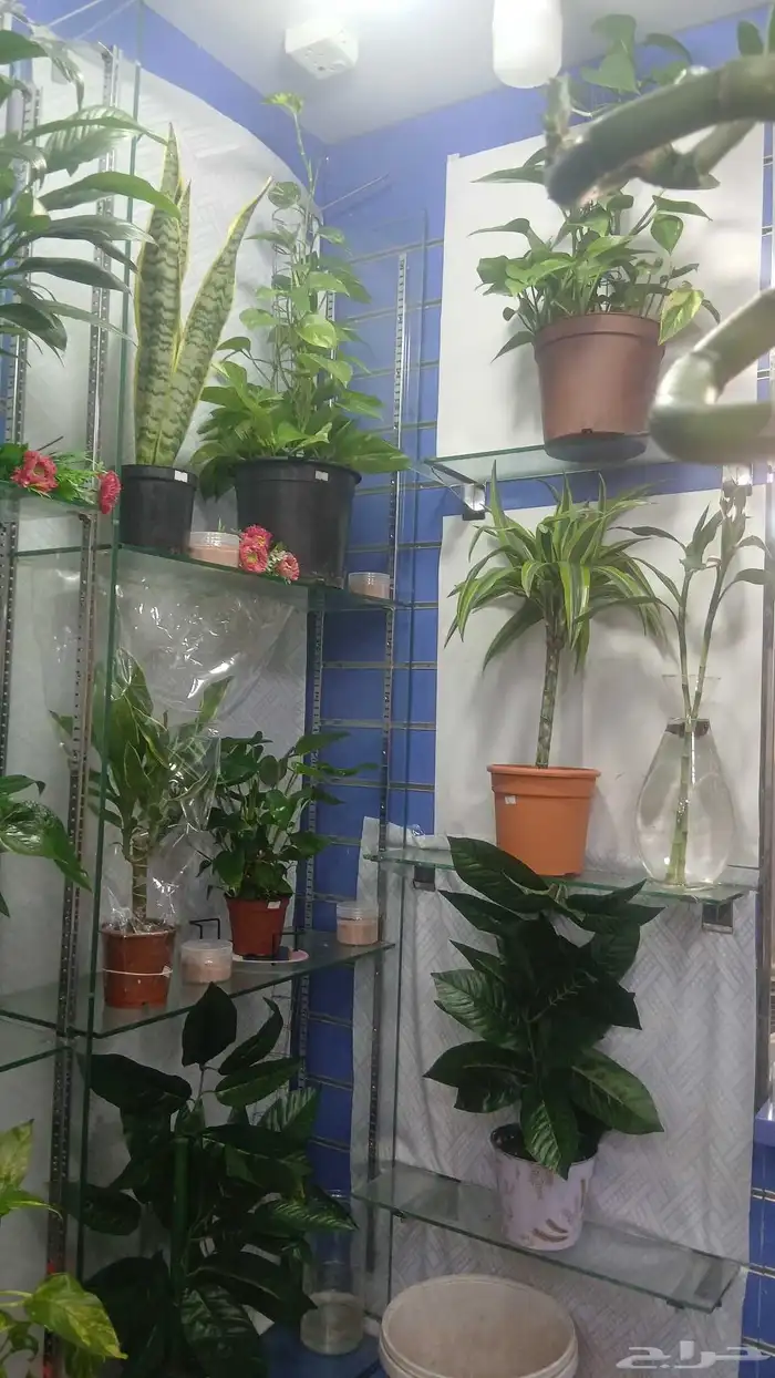 شجر طبيعي للبيع بحاله ممتازه 1