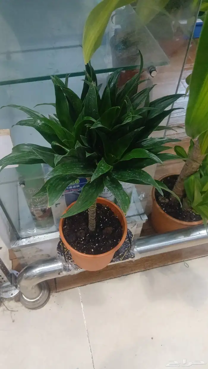 شجر طبيعي للبيع بحاله ممتازه 4