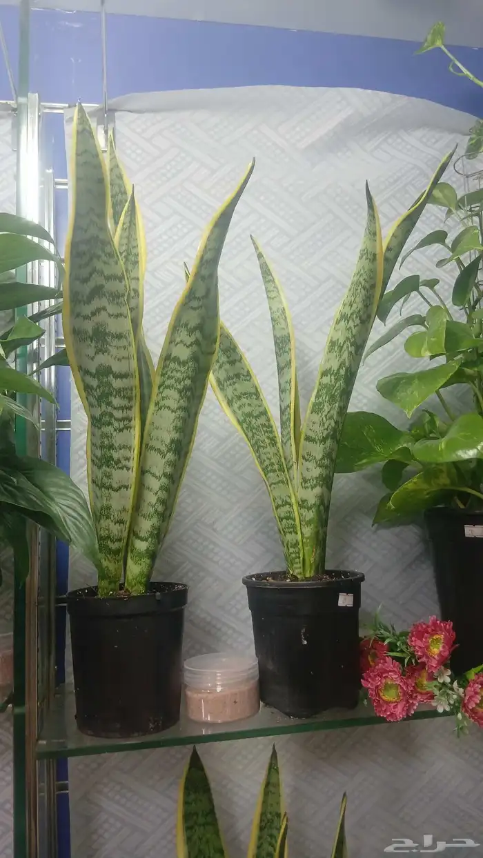 شجر طبيعي للبيع بحاله ممتازه 9