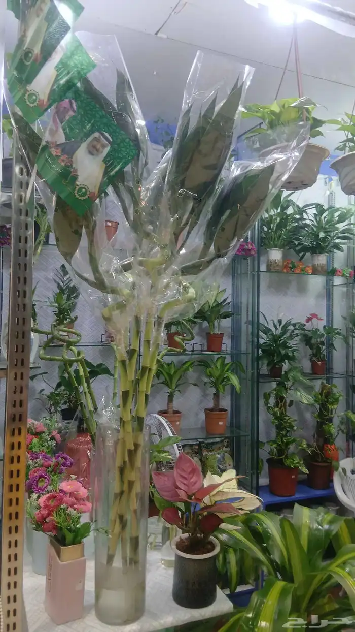 شجر طبيعي للبيع بحاله ممتازه 8