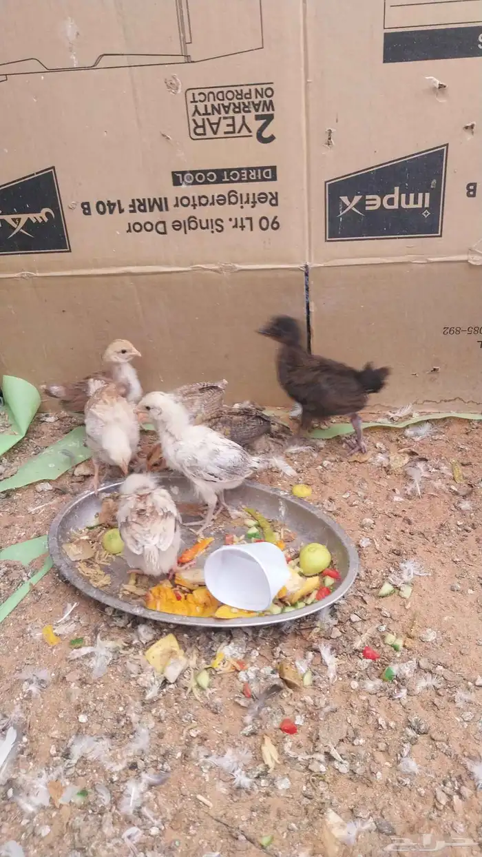 صيصان عدد 7 0