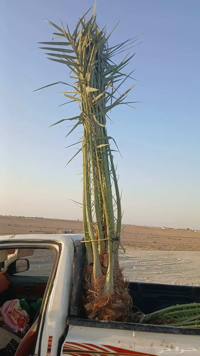 مشاءالله تبارك الله نخل طيب 6