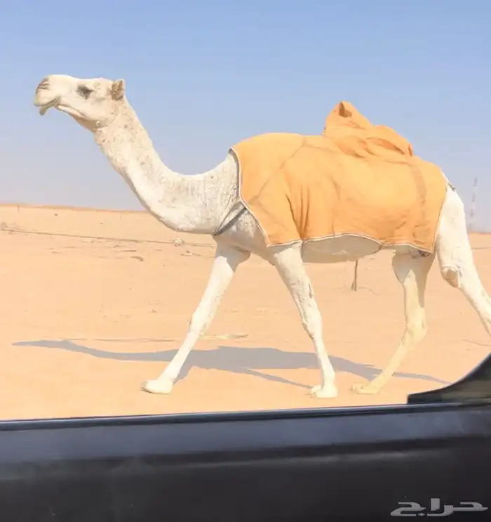 عشاير وضح العدد 3 2