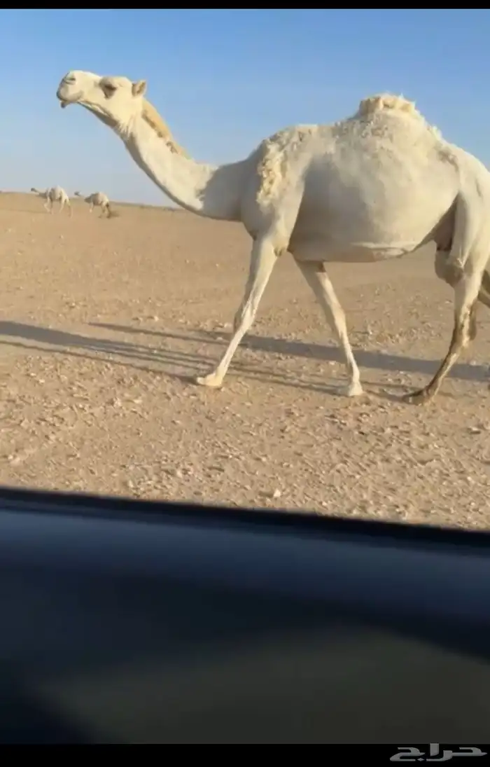 خلفه تحته بكره 5